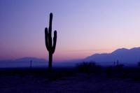 Argentinian Saguaro